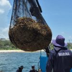 Quintana Roo tries to calm beach fears over sargassum