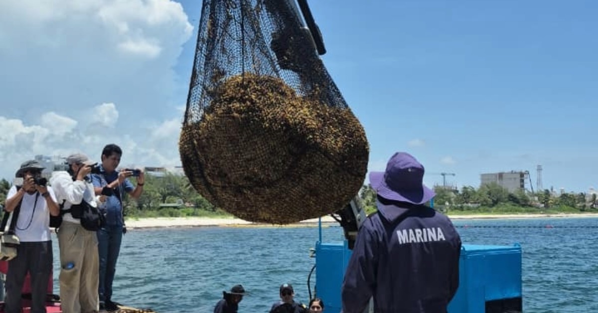 Quintana Roo tries to calm beach fears over sargassum