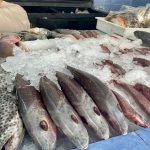 Why 250 kilos of seafood were held in Puerto Vallarta