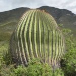 Acitrón demand puts Mexico’s biznaga burra at new risk