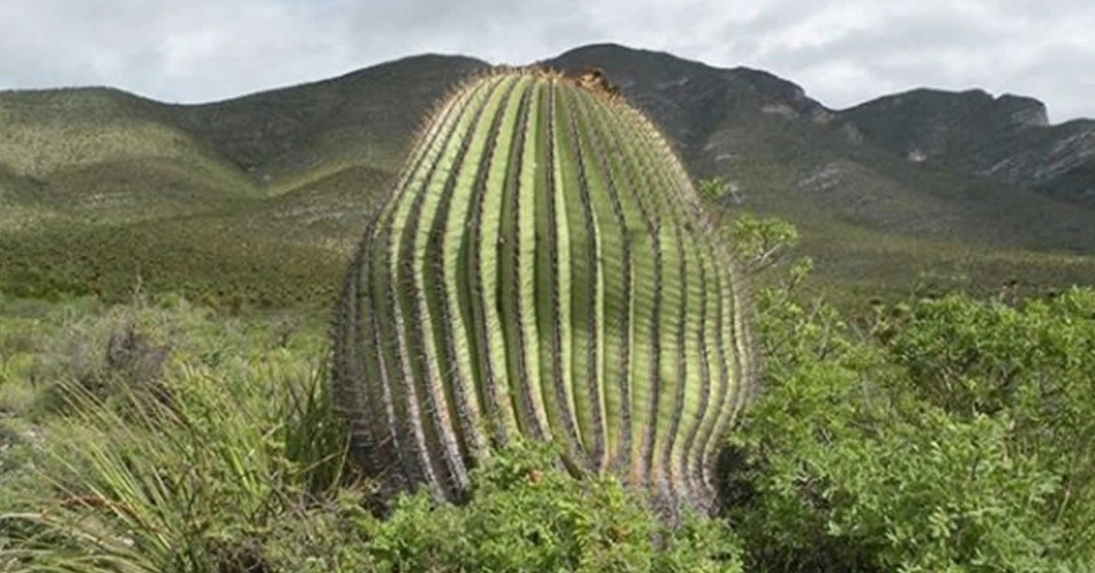 Acitrón demand puts Mexico’s biznaga burra at new risk