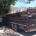 Ajijic Horse Neglect Case Leads to Six Animals Seized