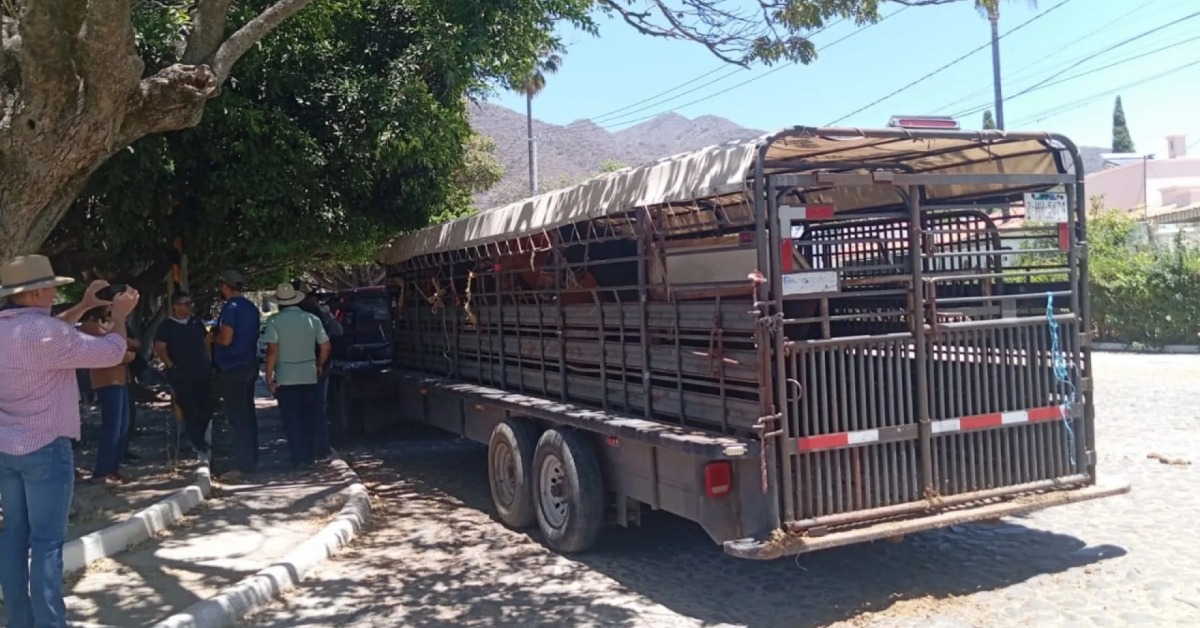 Ajijic Horse Neglect Case Leads to Six Animals Seized