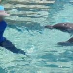 Cancún Dolphin Claim Draws New Scrutiny From Profepa