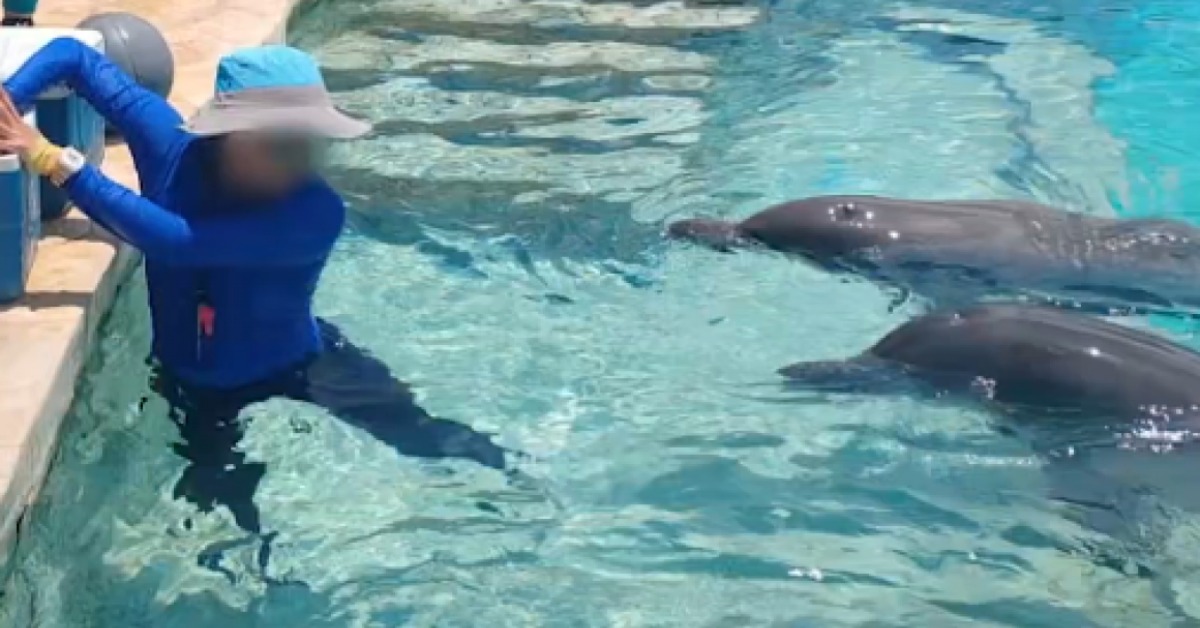 Cancún Dolphin Claim Draws New Scrutiny From Profepa