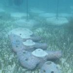 Cancún Nautical Sector Plans Reef Safety Investment