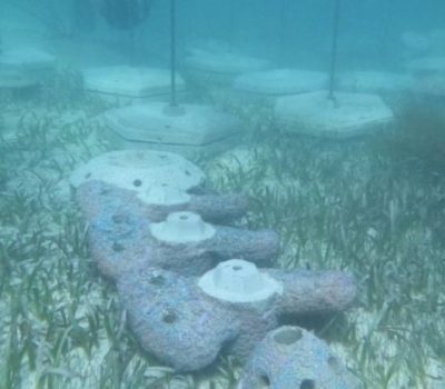 Cancún Nautical Sector Plans Reef Safety Investment