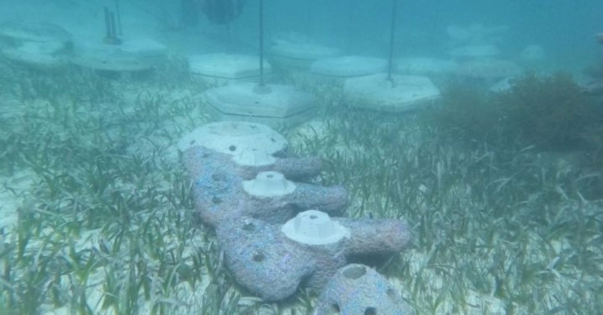 Cancún Nautical Sector Plans Reef Safety Investment