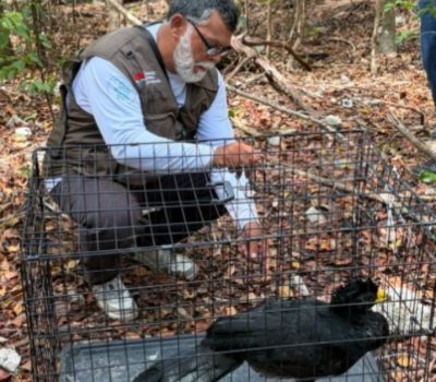 Cancún wildlife rescues raise new questions for city