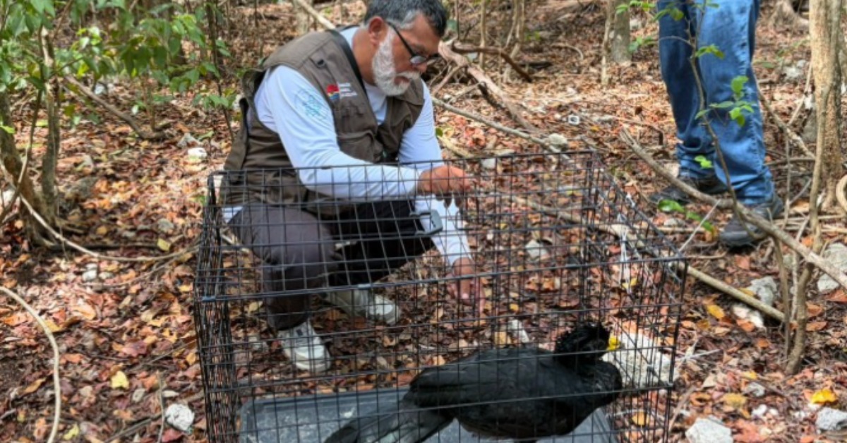 Cancún wildlife rescues raise new questions for city