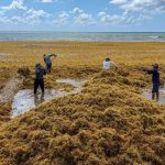 Caribe Circular Turns Sargassum Into a New Industry