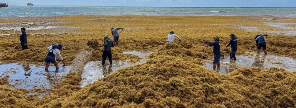 Caribe Circular Turns Sargassum Into a New Industry