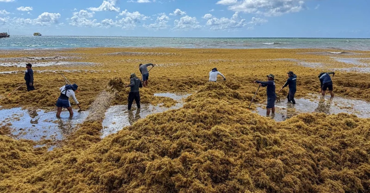 Caribe Circular Turns Sargassum Into a New Industry