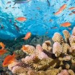 Coral Recovery in Quintana Roo Carries Wider Stakes