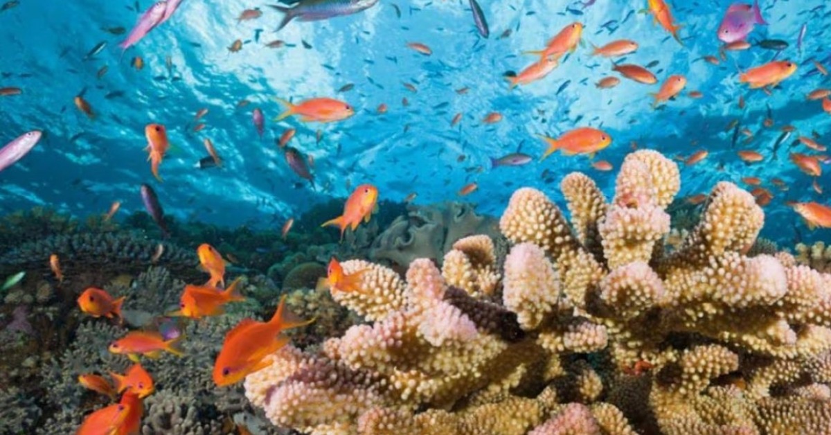 Coral Recovery in Quintana Roo Carries Wider Stakes