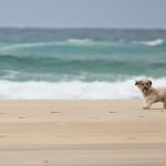 Dog Beach group raises concerns over Playa pet rules