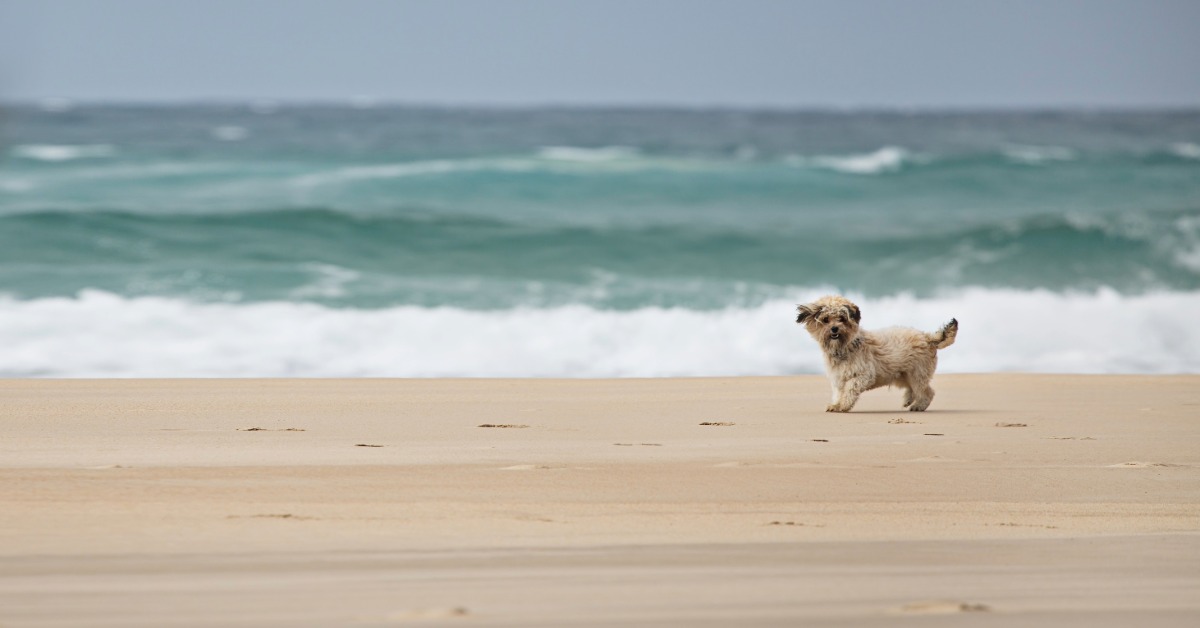 Dog Beach group raises concerns over Playa pet rules