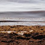Massive Sargassum Bloom Could Hit Mexico Beaches