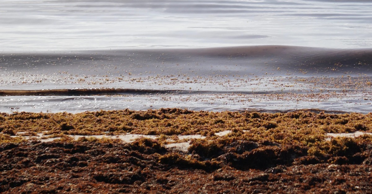 Massive Sargassum Bloom Could Hit Mexico Beaches