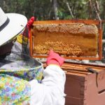 Maya Melipona Honey Projects Expand in Playa del Carmen