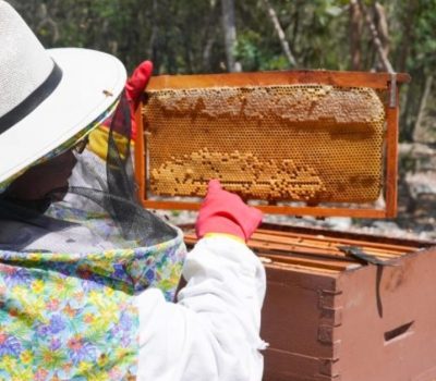 Maya Melipona Honey Projects Expand in Playa del Carmen