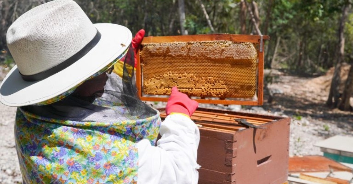 Maya Melipona Honey Projects Expand in Playa del Carmen