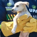 Mérida Rescues 40 Animals From Abandoned Property