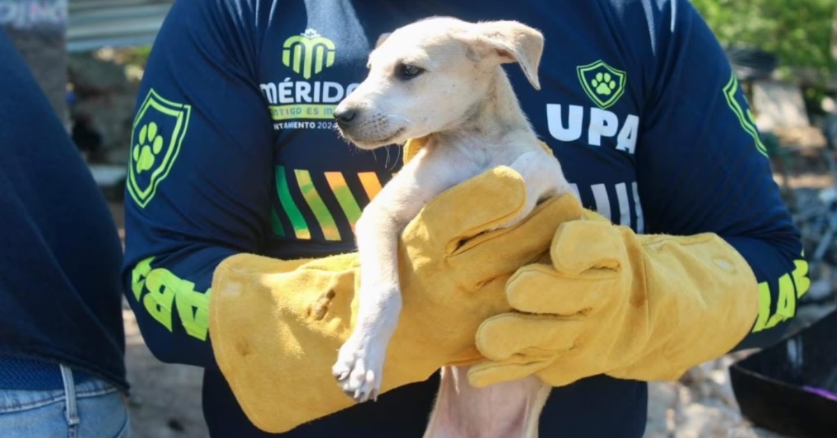 Mérida Rescues 40 Animals From Abandoned Property