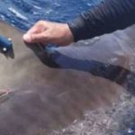 Mexican Caribbean Shark Tracking Gets a Longer Reach