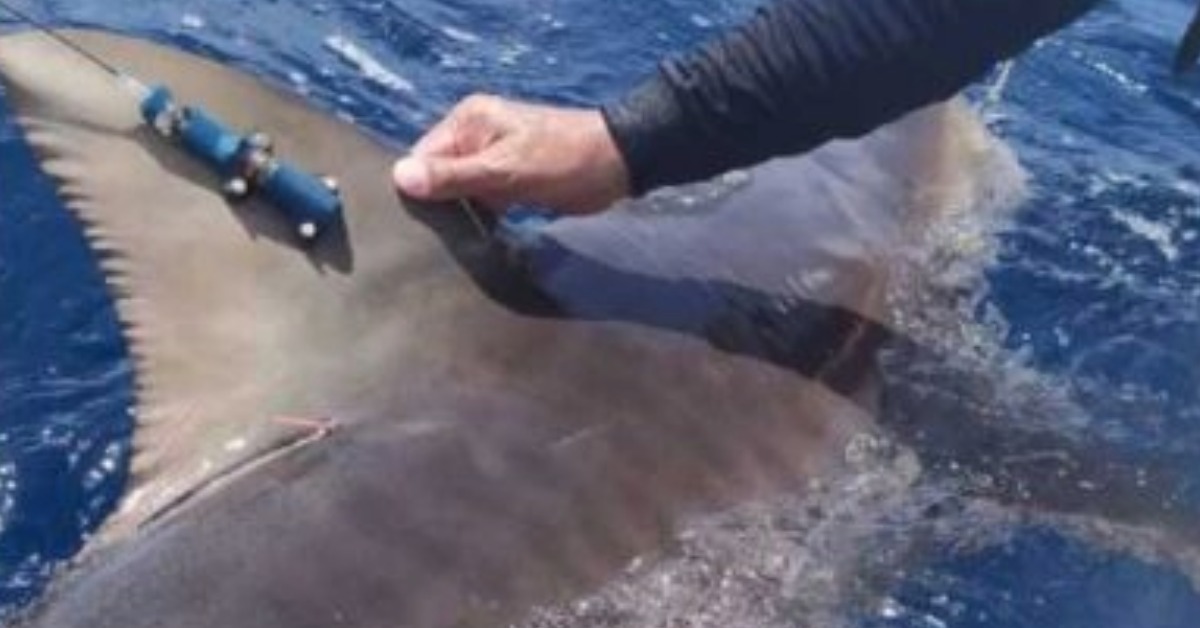 Mexican Caribbean Shark Tracking Gets a Longer Reach