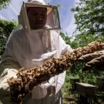 Mexico Launches Bee Protection Campaign Against Varroa