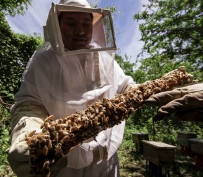 Mexico Launches Bee Protection Campaign Against Varroa