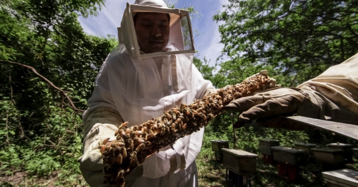 Mexico Launches Bee Protection Campaign Against Varroa