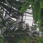 Mexico Tree Plan Aims for 1.5 Billion Plants by 2030