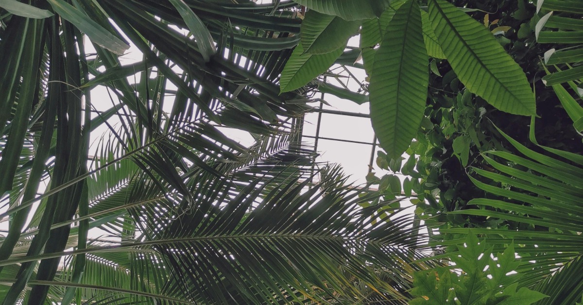 Mexico Tree Plan Aims for 1.5 Billion Plants by 2030