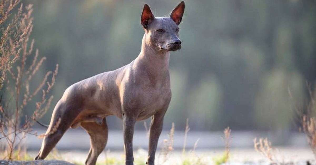 Mexico’s lower house backs National Xoloitzcuintle Day