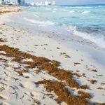Playa del Carmen Beaches Show Moderate Sargassum Today