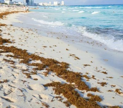 Playa del Carmen Beaches Show Moderate Sargassum Today