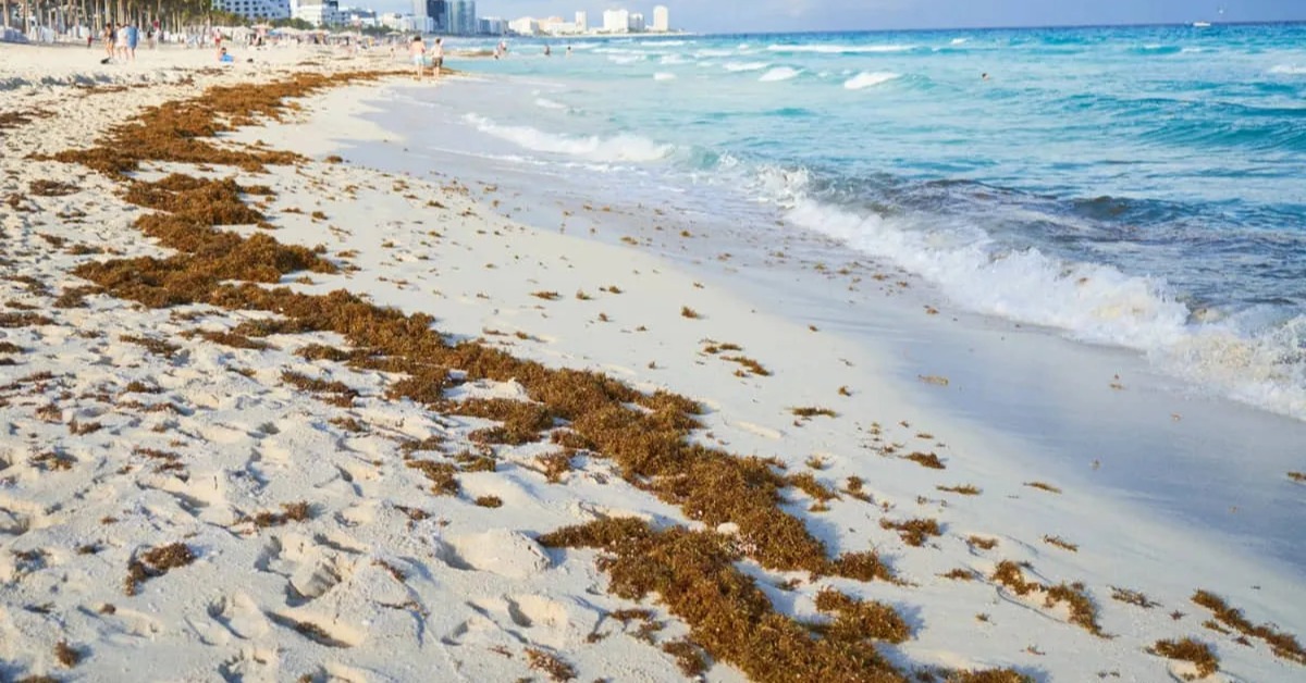 Playa del Carmen Beaches Show Moderate Sargassum Today