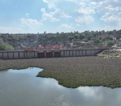 Presa Allende Cleanup Starts as Water Hyacinth Spreads