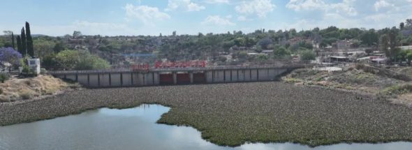 Presa Allende Cleanup Starts as Water Hyacinth Spreads