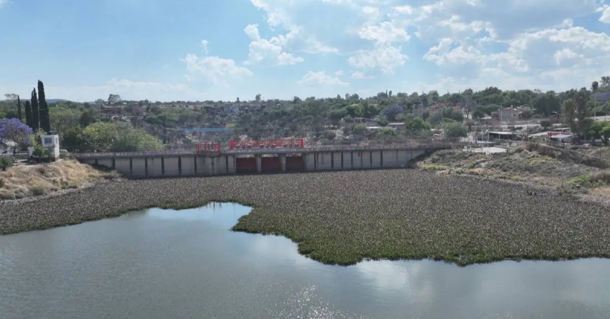 Presa Allende Cleanup Starts as Water Hyacinth Spreads