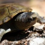 Puerto Vallarta turtle recovery effort moves ahead