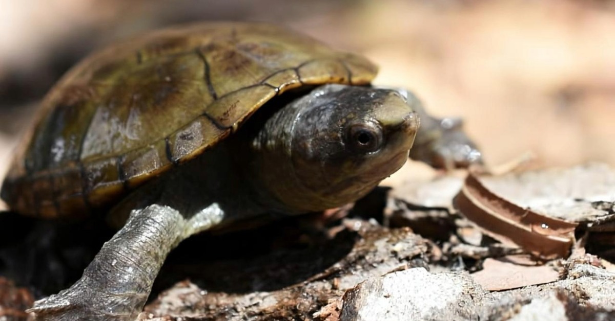 Puerto Vallarta turtle recovery effort moves ahead