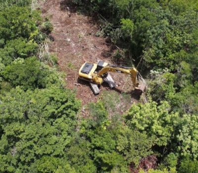 Quintana Roo jungle loss rises with coastal growth