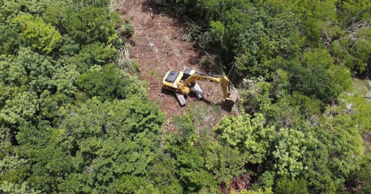 Quintana Roo jungle loss rises with coastal growth