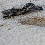Riviera Maya Turtle Work Gains Caribbean Spotlight