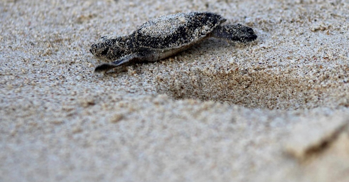 Riviera Maya Turtle Work Gains Caribbean Spotlight