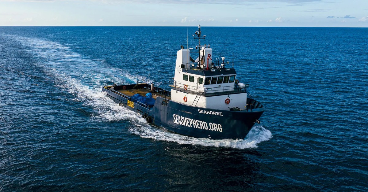 Sea Shepherd Joins Río Lagartos Anti-Poaching Patrols