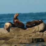 Sea lion decline puts fresh focus on Mexico’s coasts